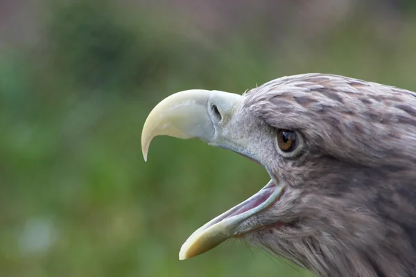 Screaming eagle — Stockfoto
