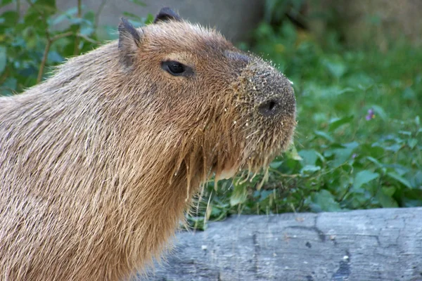 stock image Feeding capybara