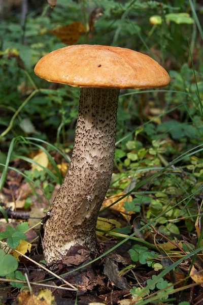 Big red-capped mushroom — Stock Photo, Image