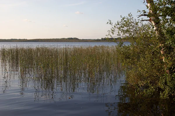 Lac calme avec roseau — Photo