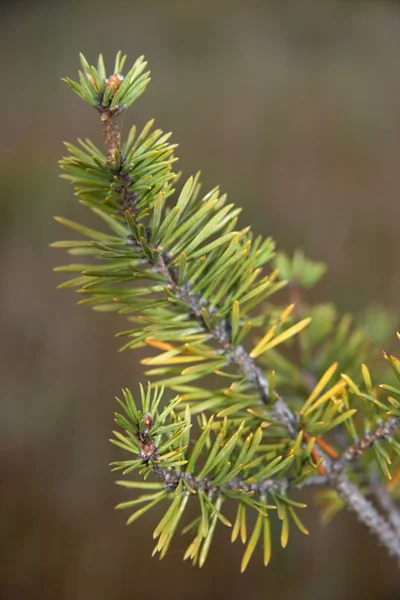 Pine needles — Stock Photo, Image