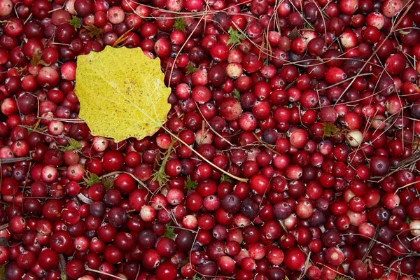 Cranberries and yellow leaf — Stock Photo, Image
