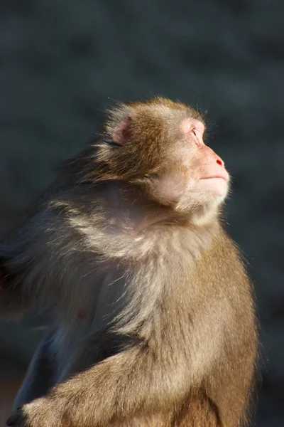 stock image Monkey looking back