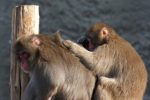 One monkey grooming another — Stock Photo, Image