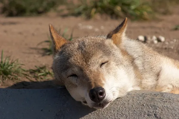 Спящий волк — стоковое фото