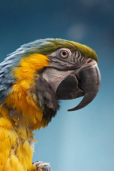 Сине-золотой ара — стоковое фото