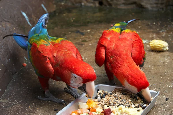 Voeding dieprode macaws — Stockfoto