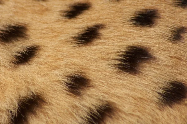 stock image Cheetah fur background