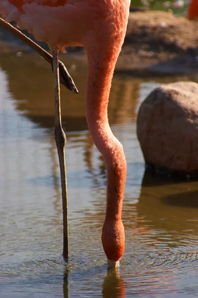 Flamingo wygięta szyja — Zdjęcie stockowe
