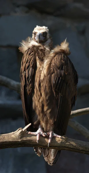 Vulture waiting for prey — Stock Photo, Image