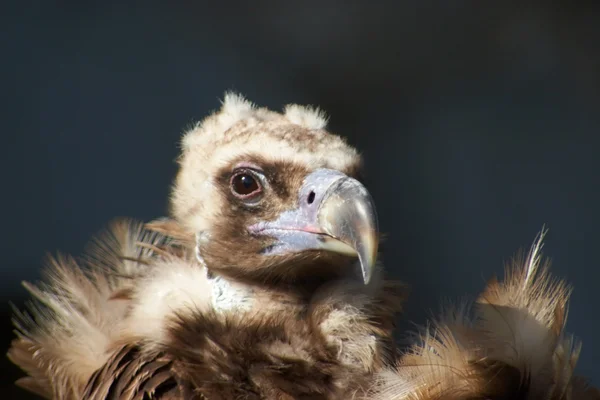 Retrato de abutre — Fotografia de Stock