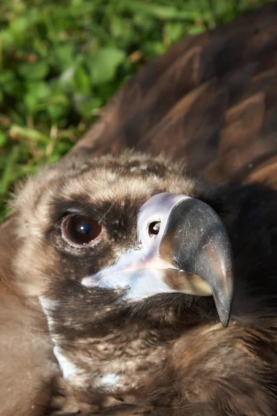 Vulture looking at you — Stock Photo, Image