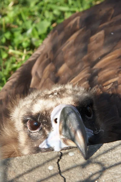Avvoltoio in cattività — Foto Stock