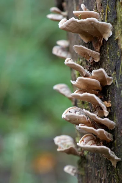 A tree trunk with shelf fungi close-up — Stock Photo, Image