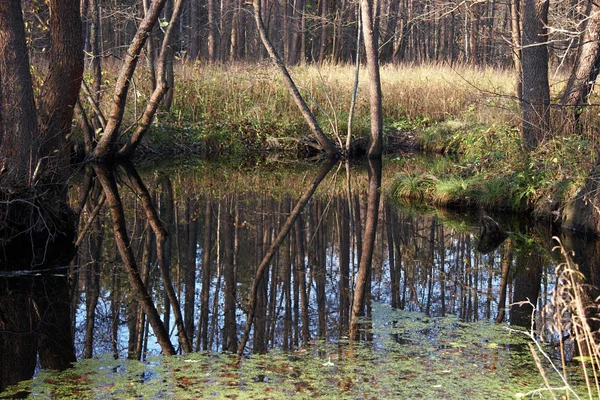 Pequena lagoa de floresta idílica parcialmente coberta com erva daninha — Fotografia de Stock