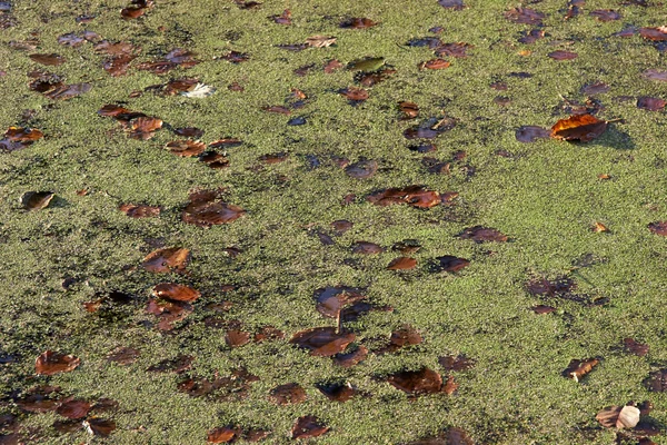 Wasser im Teich mit Wasserlinsen und Herbstblättern — Stockfoto