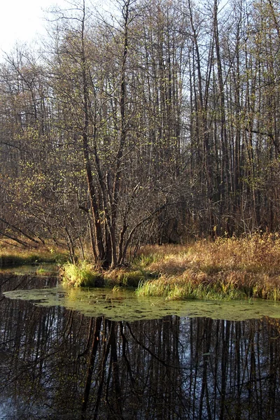 秋の小さな森の池の海岸 — ストック写真