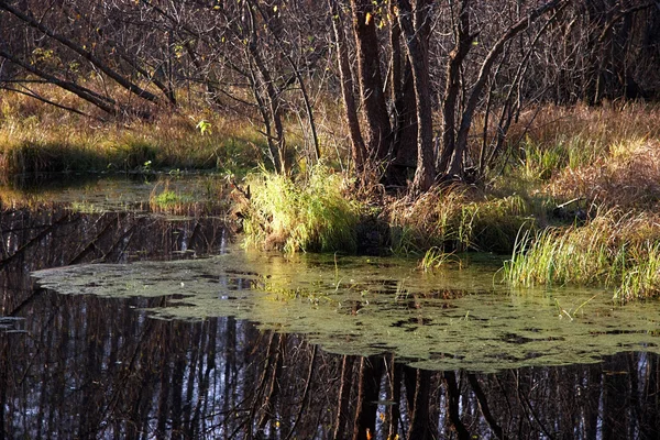 小森林池塘里的树的倒影 — 图库照片