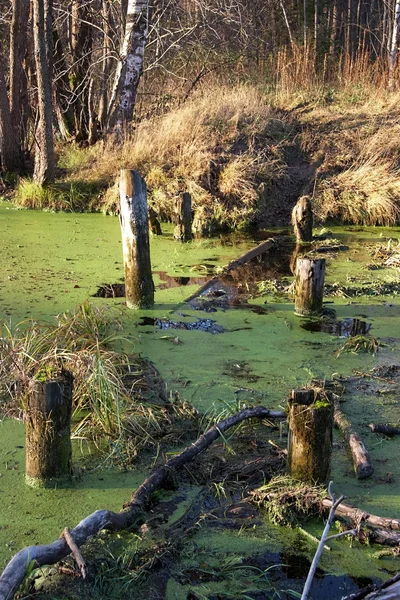 stock image Remains of old bridge on abandoned forest road