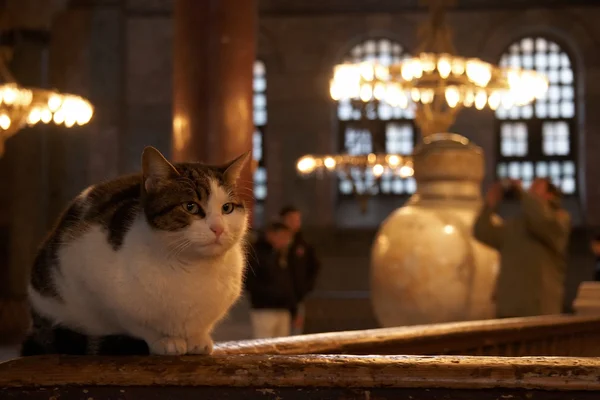 stock image Cat on a wooden balustrade in Hagia Sophia, Istanbul, Turkey