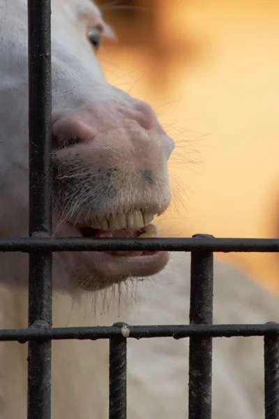 Horse biting cage bars Stock Picture