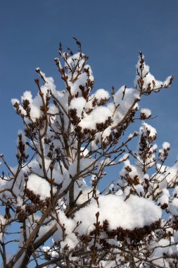 Fresh snow on a tree, Erzurum, Turkey clipart