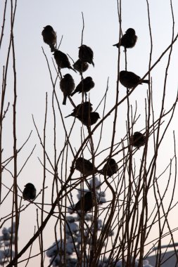 Flock of birds in winter, Erzurum, Turkey clipart