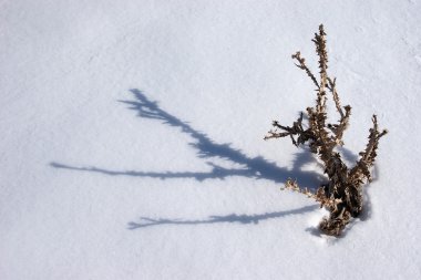 Withered thistle with shadow at snow at Mount Ararat slopes, Turkey clipart