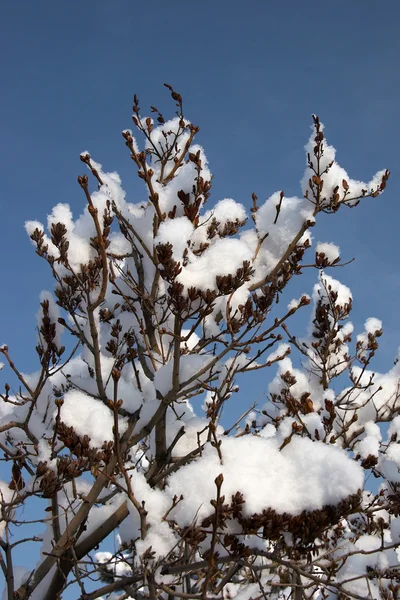Свежий снег на дереве, Эрзурум, Турция — стоковое фото