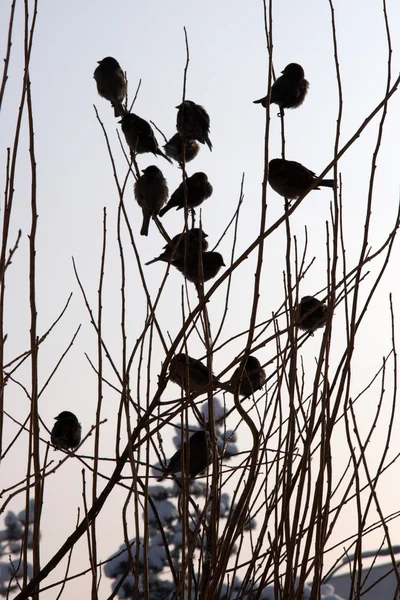 Стая птиц зимой, Эрзурум, Турция — стоковое фото