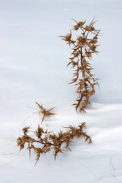 Withered thistle in snow at Mount Ararat slopes, Turkey — Stock Photo, Image