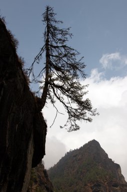 Uçurumda yalnız ağaç silueti, Everest yolu, Himalayalar, Nepal