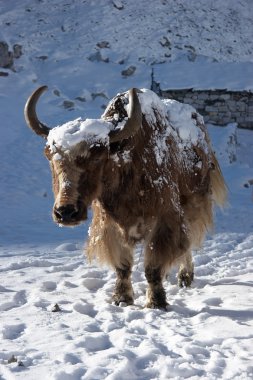 Himalayan yak going for warm sunlight, Everest region, Nepal clipart