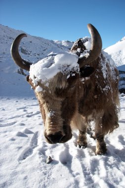 Yak karla kaplı, Everest bölgesi, Himalaya, Nepal