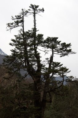 Old pine tree, Everest trail, Himalaya, Nepal clipart