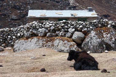 Yak çiftliği, taş çitli, Everest bölgesi, Himalayalar, Nepal