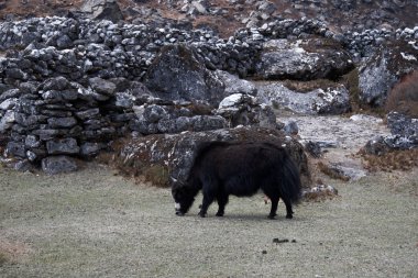 Taş çitin önünde otlayan öküz, Everest yürüyüşü, Himalaya, Nepal