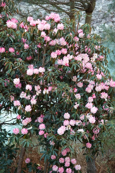 stock image Rhododendron blossom at spring, Everest trail, Himalayas, Nepal