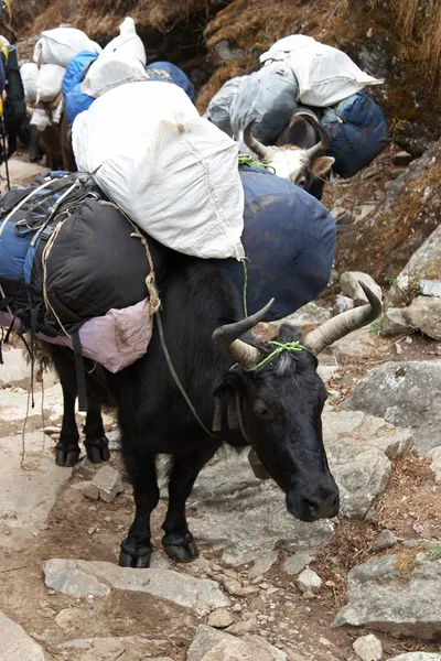 Yaks che trasportano carichi, Everest trail, Himalaya, Nepal — Foto Stock