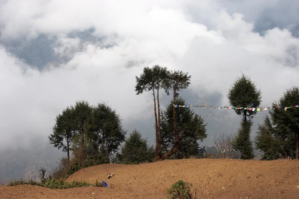 Bäume mit Gebetsfahnen, Everest-Trek, Himalaya, Nepal — Stockfoto