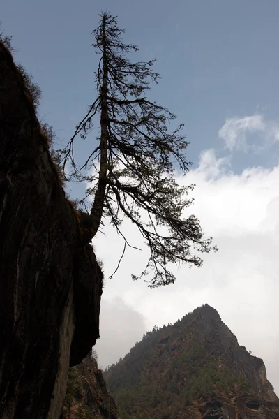 Uçurumda yalnız ağaç silueti, Everest yolu, Himalayalar, Nepal — Stok fotoğraf