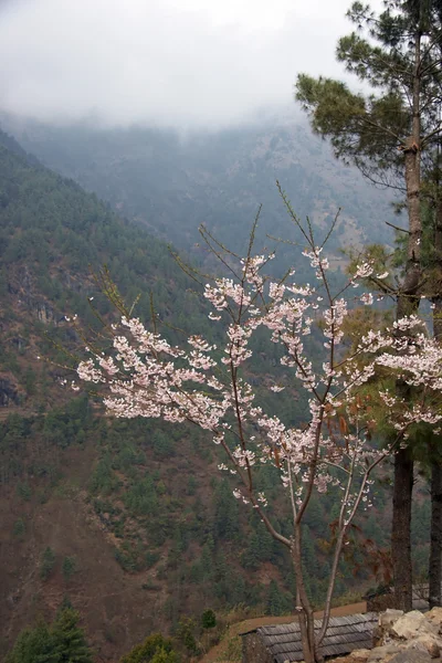 stock image Spring flowers on Everest trail, Himalayas, Nepal