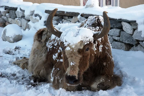 stock image Himalayan yak after a snowfall, Gokyo village in Everest region, Nepal