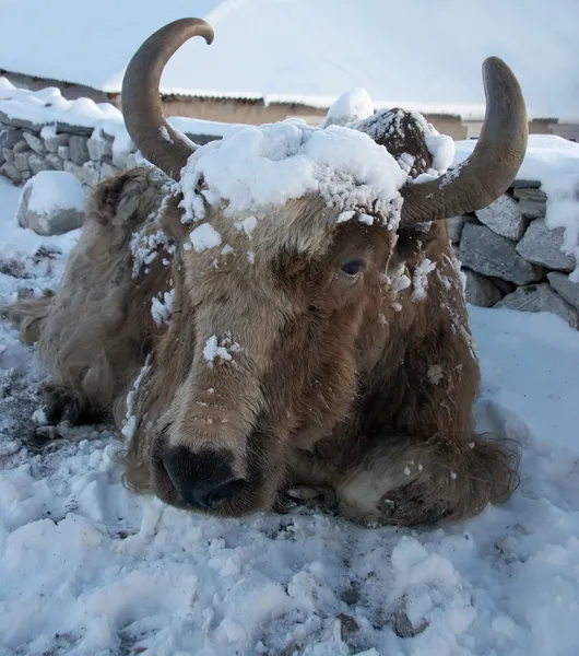尼泊尔珠穆朗玛峰地区喜马拉雅山雪崩后的牦牛 — 图库照片