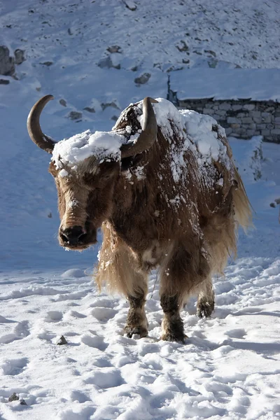stock image Himalayan yak going for warm sunlight, Everest region, Nepal