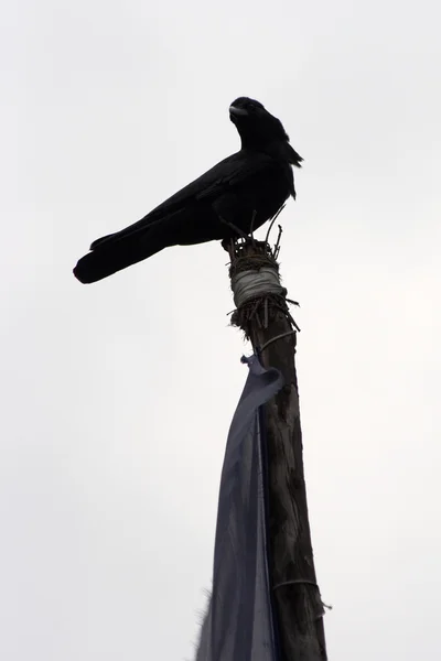 Crow at the top of prayer flag post, Everest trek, Himalayas, Nepal — Stock Photo, Image