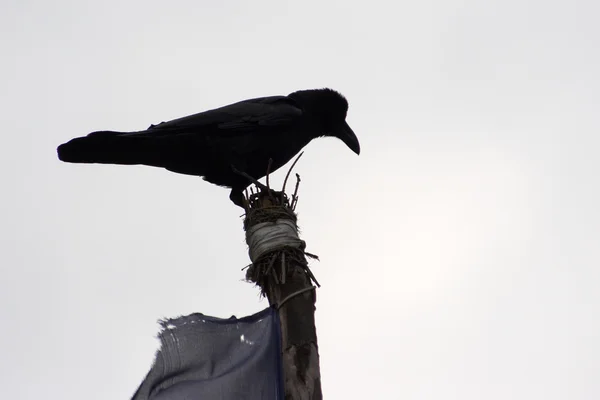 Crow at the top of prayer flag post, Everest trail, Himalaya, Nepal — Stock Photo, Image