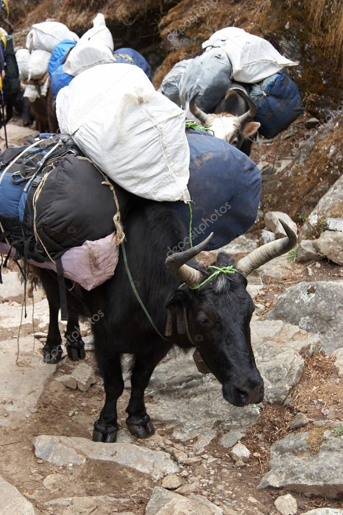 Yaks carrying loads, Everest trail, Himalaya, Nepal Stock Photo by ©azotov  1213383