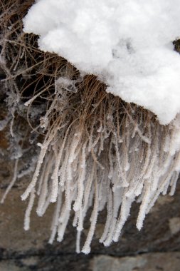 Dry grass covered with frost clipart