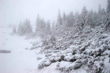 Kış çam ormanına bir kar fırtınası